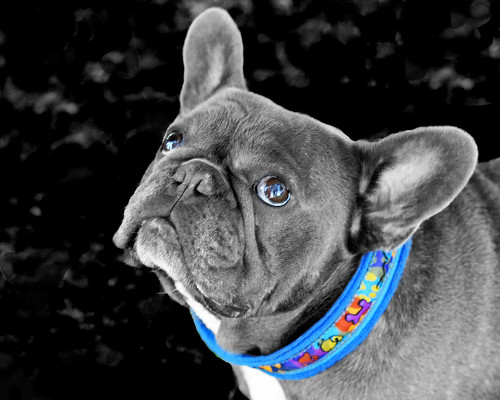 Blue Bulldog by Dean of Photography.