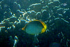 Blackback Butterflyfish on Koh Ngai Island