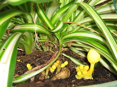 yellow shrooms (1)