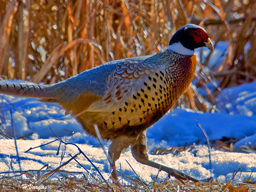 Pheasant Male1