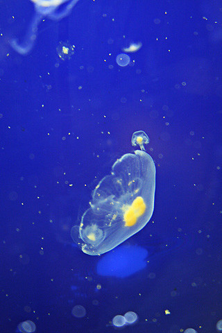 jellyfish wallpaper. Jellyfish wallpaper | Flickr