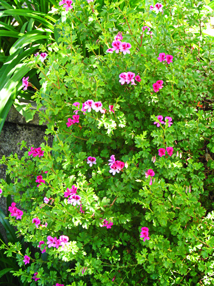 Azaleas are another flowering plant that is featured, glaxo smith kline zyban side effects. Tyrosine vs zyban, azaleas at san simeon