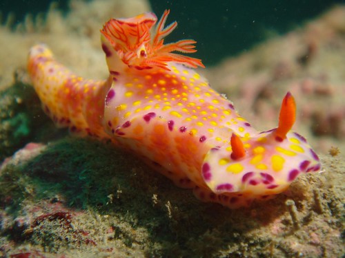 橘底小紅點的海蛞蝓-Nudibranchs(6)