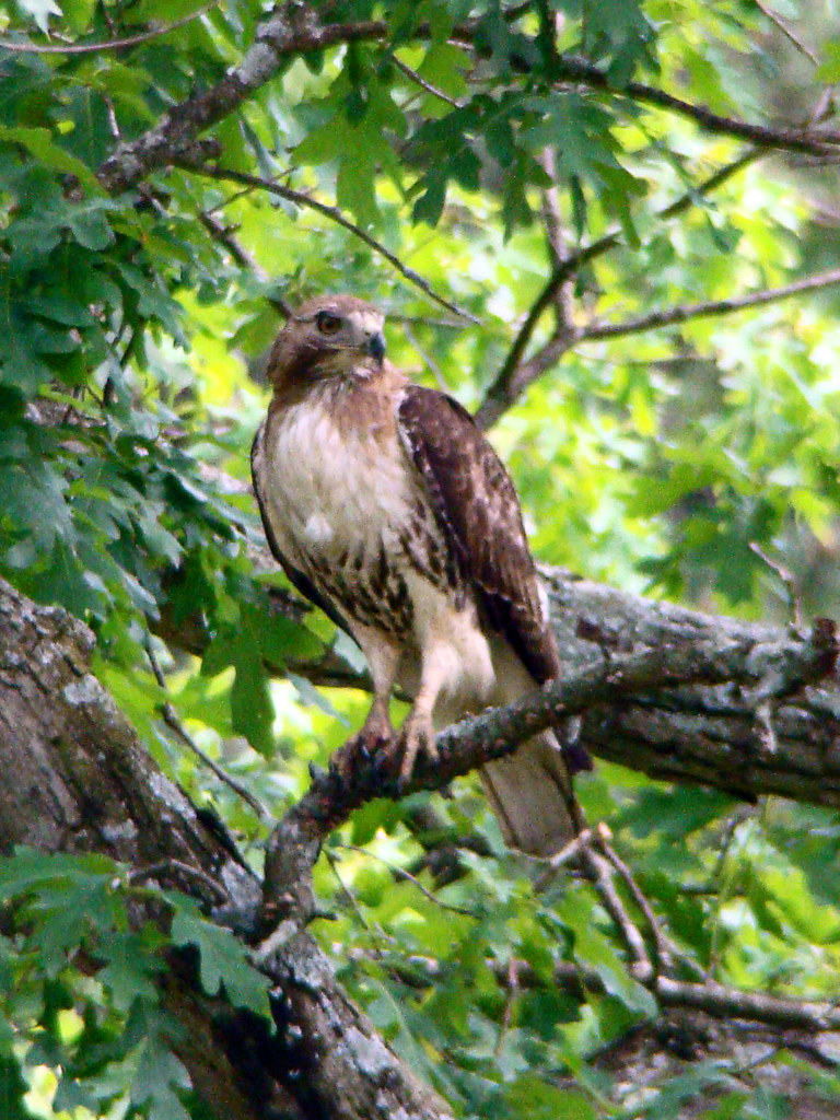 juv red tailed hawk copy