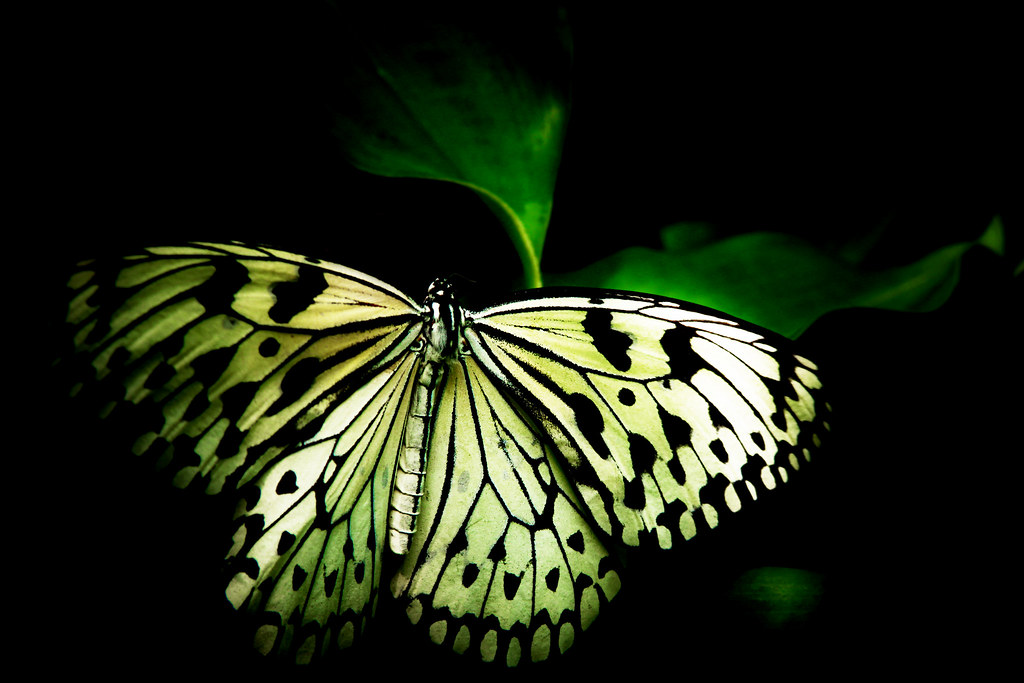 Angel Butterfly