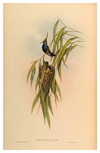 011-An introduction to the Trochilidae or family of humming-birds- Vol 4- 1861-John Gould