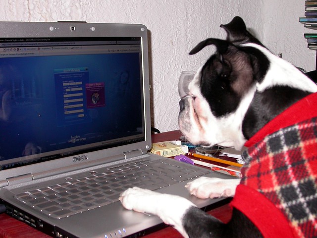 dog using a computer Boston Terrier
