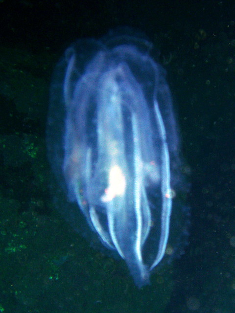 Ctenophora jellyfish (ツノクラゲ) #803