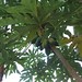 Papaya in our yard - Palmetto Guesthouse Culebra, Puerto Rico