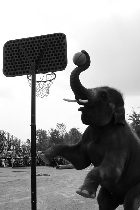 Elephant Basketball
