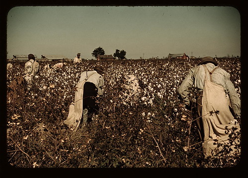 slaves picking cotton. Day laborers picking cotton