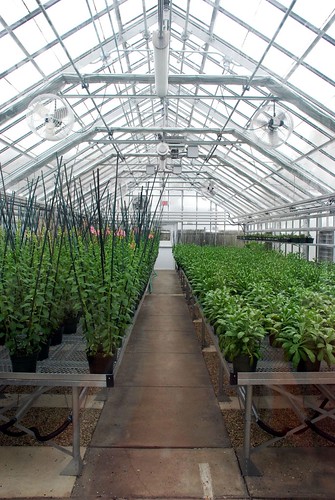 The Seedling Greenhouse