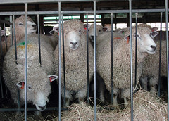 Romney ewes at the feeder
