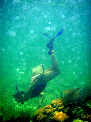 snorkeling belize reefs - Kat Cure Guide in Belize 2008 Oceanic Society