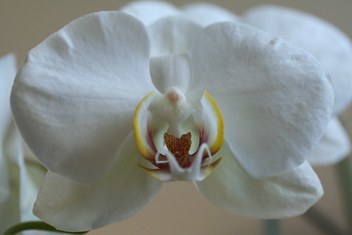 Purely Orchid