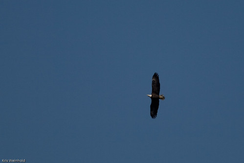 Bald Eagle over Neuse River