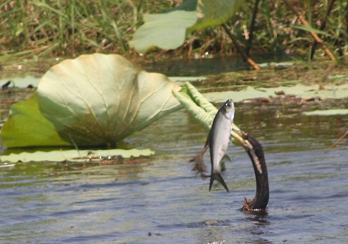 another view of Darter with fish