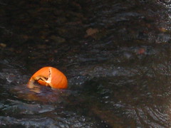 Broken Pumpkin in Canal