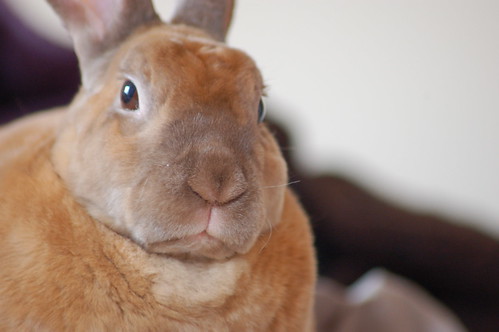 Yes, I am a star.  Now give me a carrot.