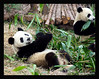 THE LIFE OF A PANDA ...CHENGDU PANDA BASE/MY ADOPTION  2/08
