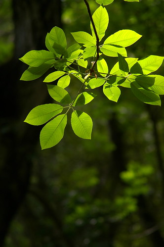 Pentax K 45-125mm f/4.0 Test Shot -- Spring Green Leaves