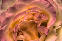 Macro of a Rose, processed with HDR