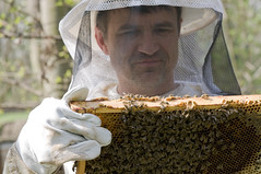 Kontrolle der Bienenbrut 4