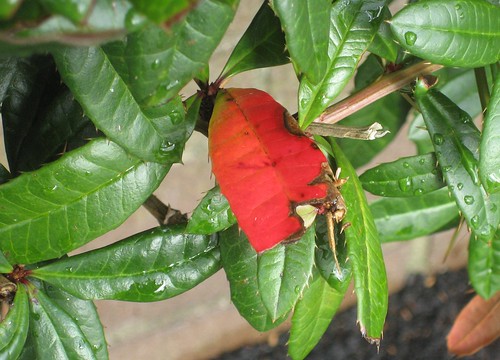 Red Leaf