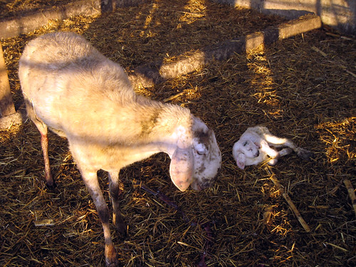 the male and female sheep