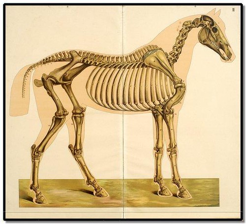 Het paard (The Horse) by EA Quadekker 1910 c