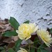 Bankside roses