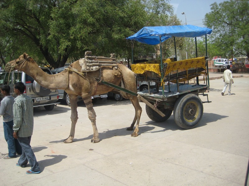 camel...really!.JPG