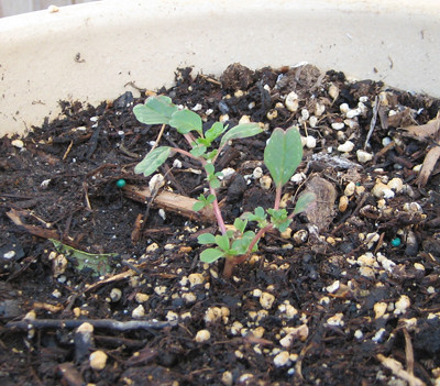Baby Hibiscus Pictures