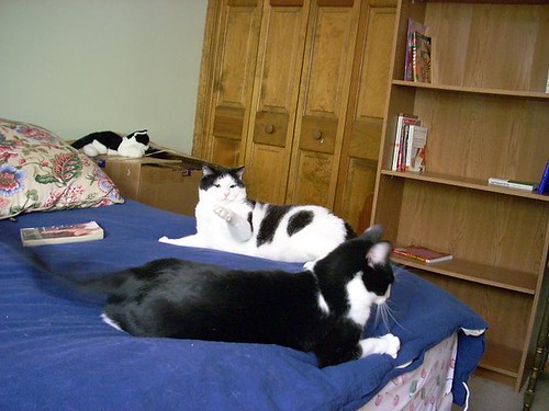 Dewey and Penguin, both on the bed!