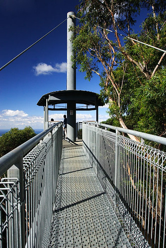 Illawarra Fly Tree Top Walk, Knights Hill, New South Wales, Australia IMG_4538_Illawarra_Fly