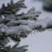 Pine Needles and Snow