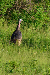 Tom Turkey DSC_1713 by Mully410 * Images