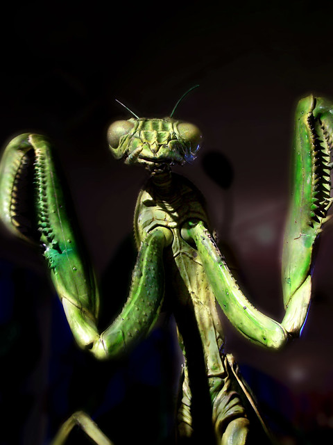 The Insect God Image