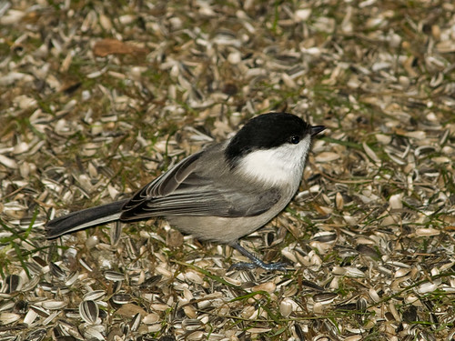 Pictures of Willow tit (Poecile montana) on ground