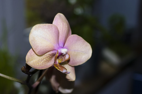 geblitzte Orchidee
