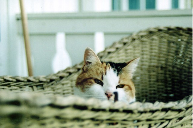 Cat still in a basket.