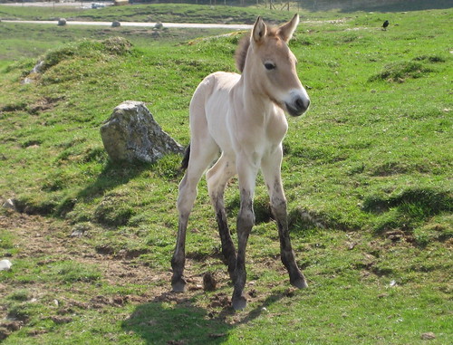 Przewalski foal photo