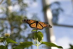 Monarch Butterfly @ Carleton