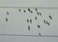 23 Black-tailed Godwits (pursued by a Sparrowhawk)