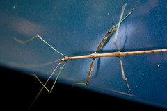 Stick Bug on the Hood of my Car