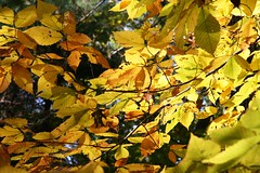yellow beech leaves