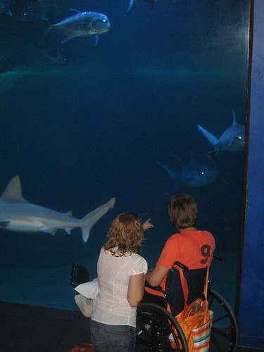 us and the sharks