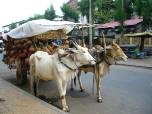 Ox Cart Phom Penh
