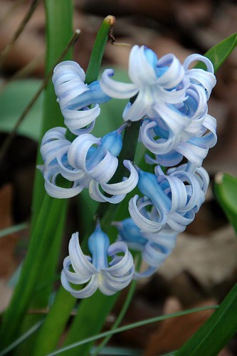 Heirloom Hyacinth 'Queen of the Blues'