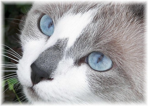 black and white cat with blue eyes. lack cat with lue eyes